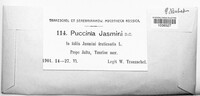 Puccinia jasmini image